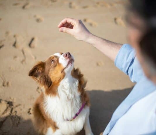 9 American Animals Smarter Than Dogs, And Some Humans Too