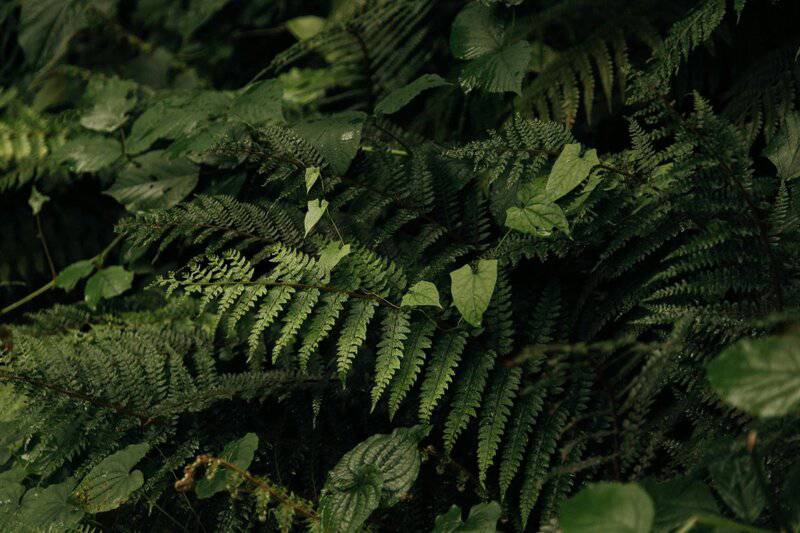 We Found the Best Plants for Keeping Deer Out of Your Garden All Year