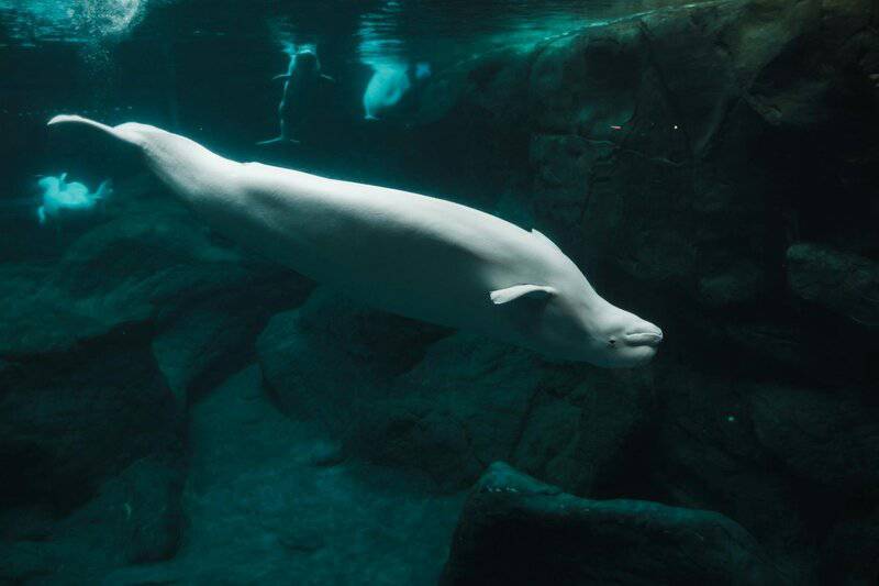 25 Aquatic Mammals You Probably Did Not Know About
