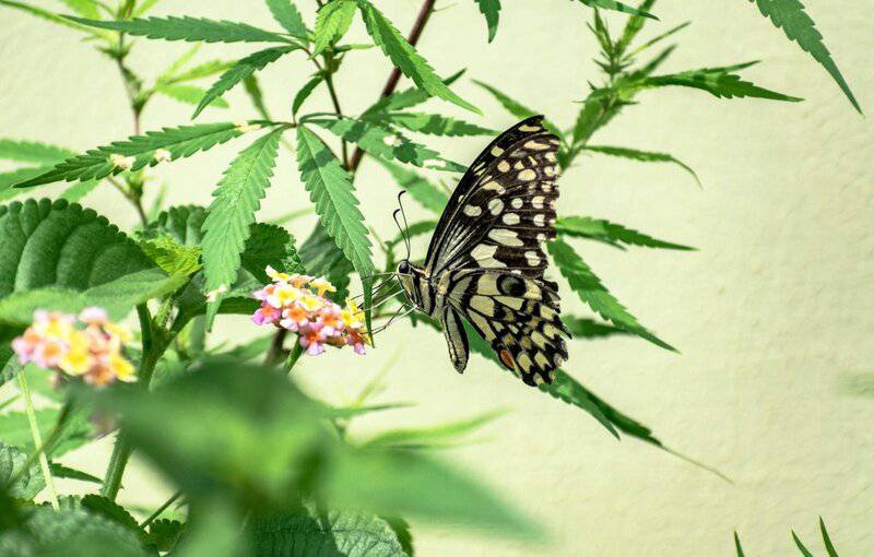 These 33 Plants Will Attract Butterflies To Your Garden