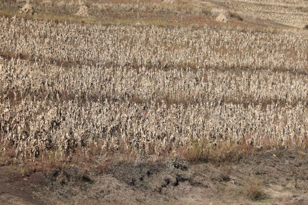 Yellowstone Volcano Eruption: How It Could Change the World