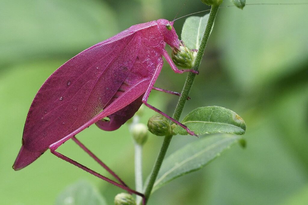 23 Insects So Beautiful You Won&#8217;t Believe They&#8217;re Real