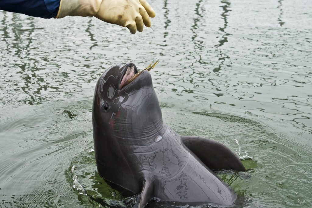 Sound Hunters: 33 Incredible Animals That Navigate Their World Through Echoes