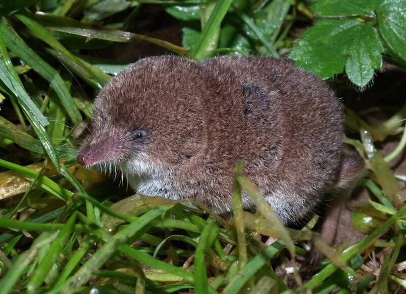 These are the 28 Smallest Mammals on Earth