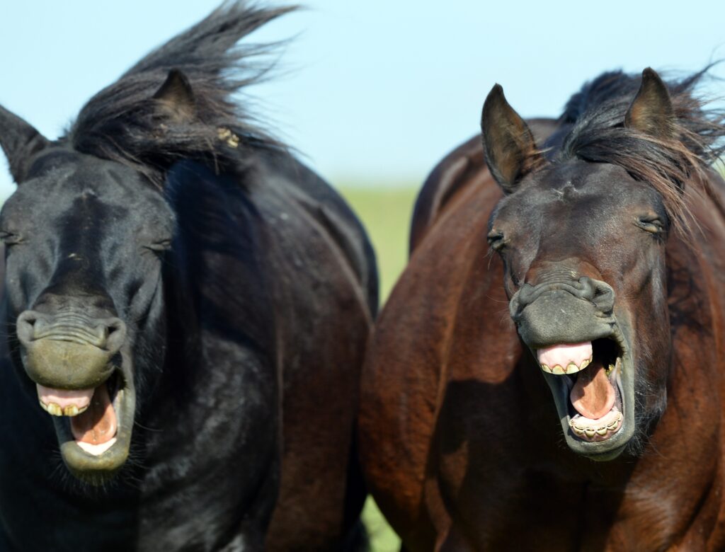 Poland Animal Hucul Horses
