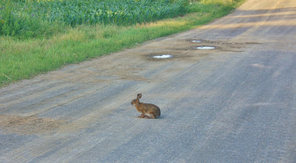 Brake or Swerve? The Ultimate Guide to Navigating 34 Different Animal Crossings