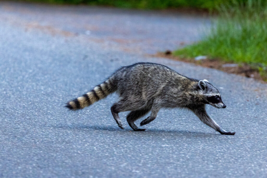 Brake or Swerve? The Ultimate Guide to Navigating 34 Different Animal Crossings