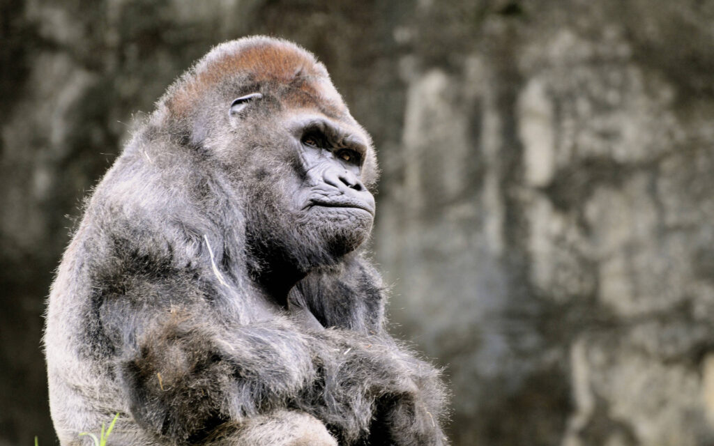 25 Reasons a Silverback Gorilla Would Demolish 20 Humans in Combat