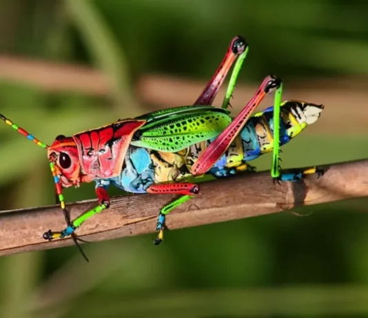 23 Insects So Beautiful You Won’t Believe They’re Real