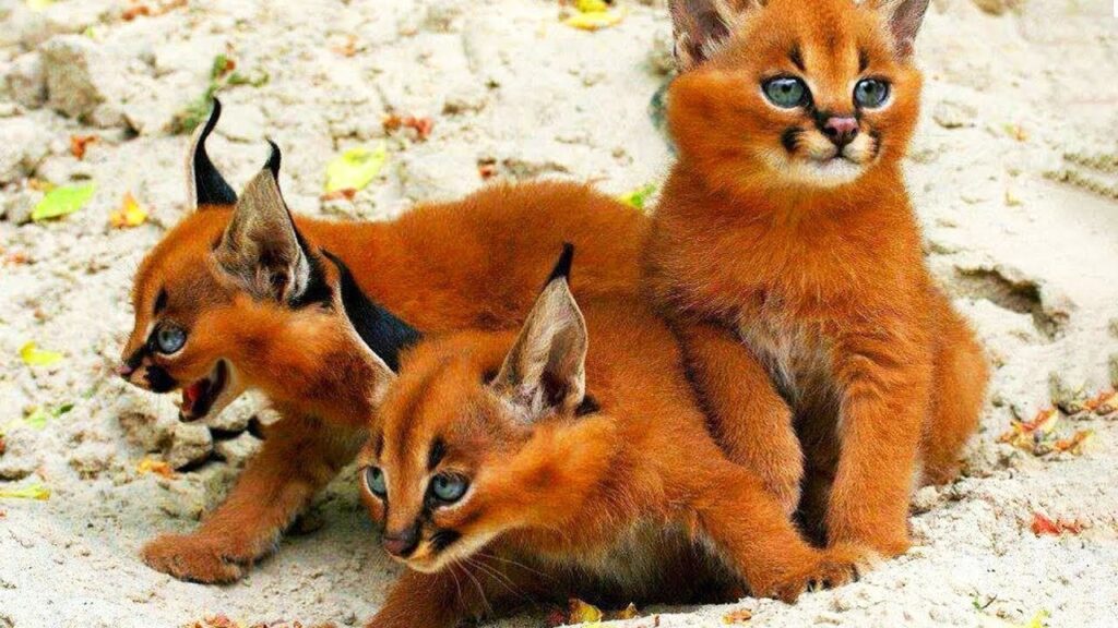 10 Rarest Cat Breeds You’ll See in American Homes