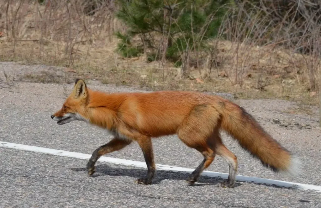 Brake or Swerve? The Ultimate Guide to Navigating 34 Different Animal Crossings