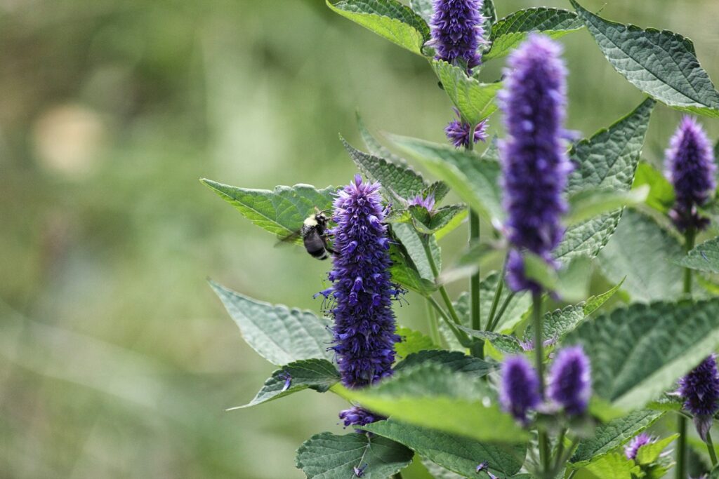 25 Pollinator-Friendly Plants to Support Local Ecosystems in Your Backyard