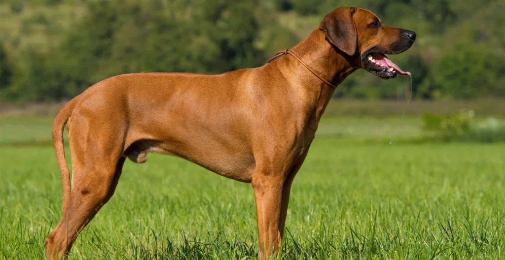 25 Best Guard Dog Breeds to Consider Adding to Your Family