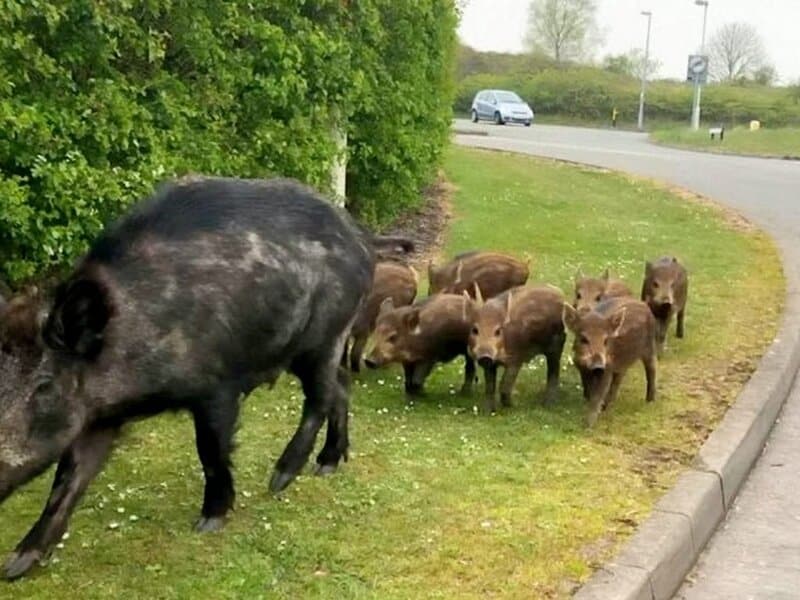 Brake or Swerve? The Ultimate Guide to Navigating 34 Different Animal Crossings