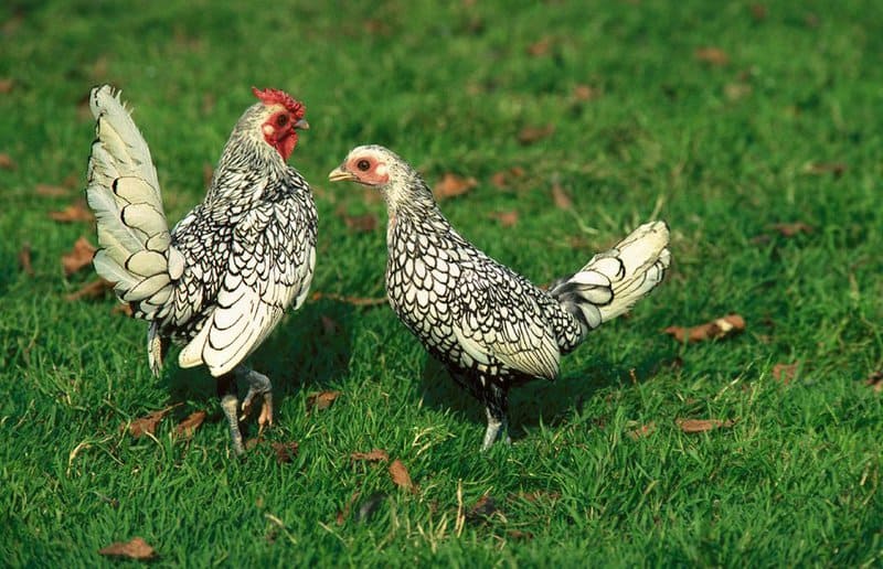 25 of the Most Beautiful Domesticated Chickens in America