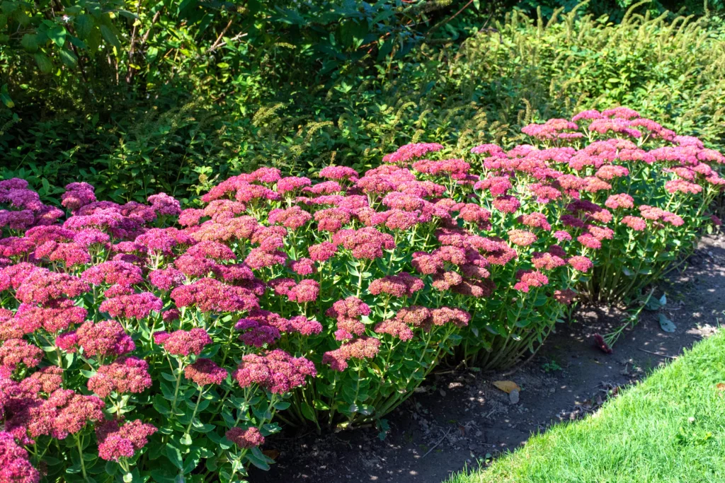 These 33 Plants Will Attract Butterflies To Your Garden