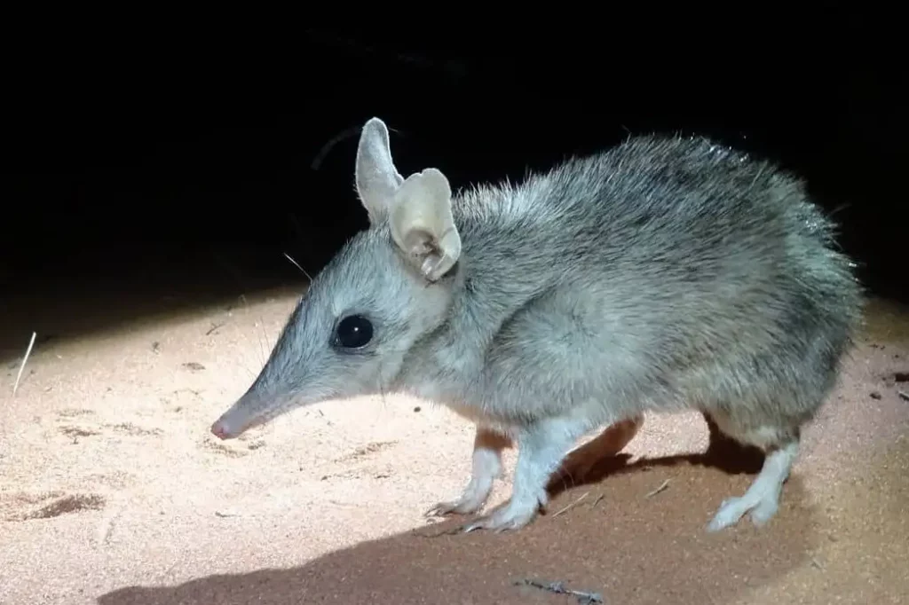 38 Weird and Fascinating Animals You Will Only Find in Australia