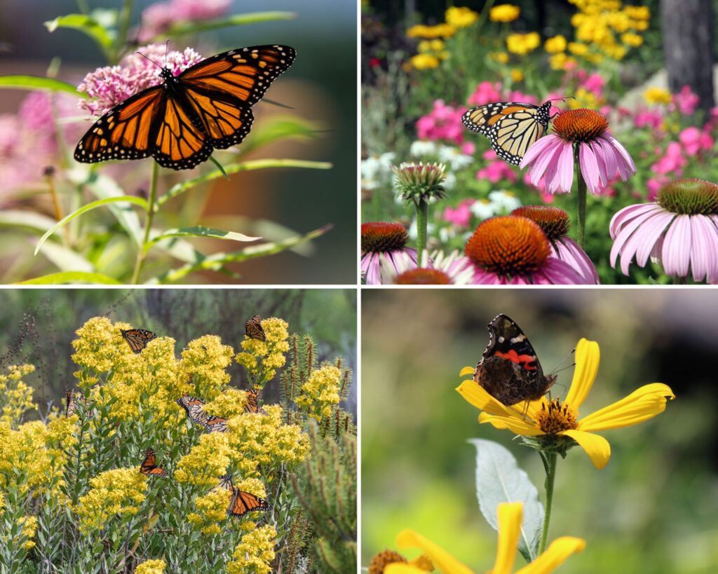 These 33 Plants Will Attract Butterflies To Your Garden