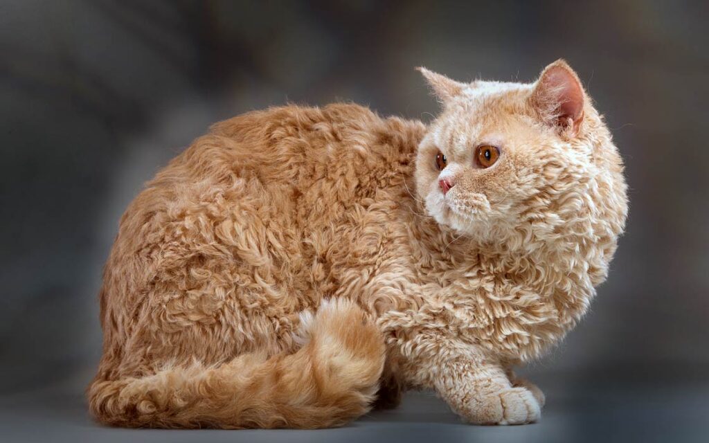 25 Unique Cat Breeds That You’ve Probably Never Seen