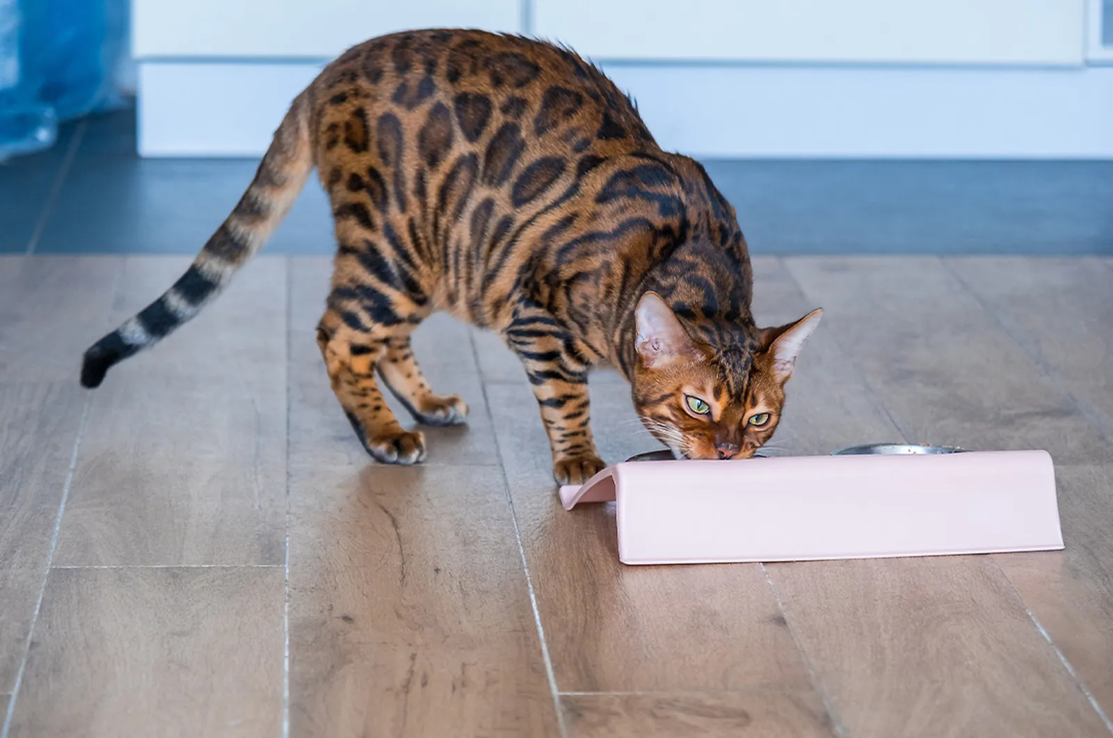 25 Unique Cat Breeds That You’ve Probably Never Seen