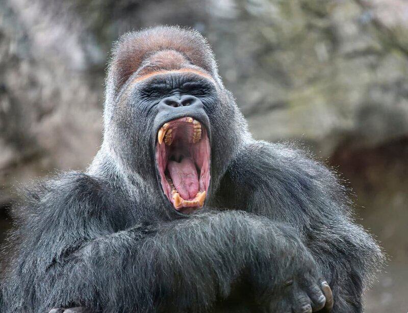 25 Reasons a Silverback Gorilla Would Demolish 20 Humans in Combat