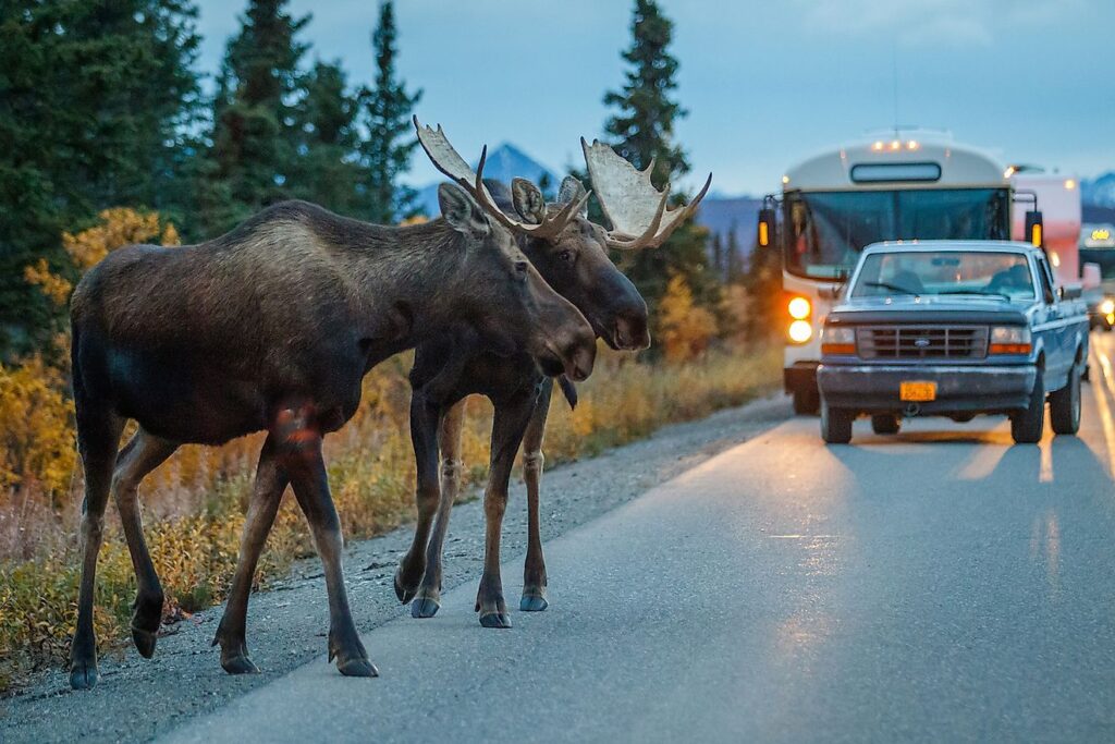 Brake or Swerve? The Ultimate Guide to Navigating 34 Different Animal Crossings
