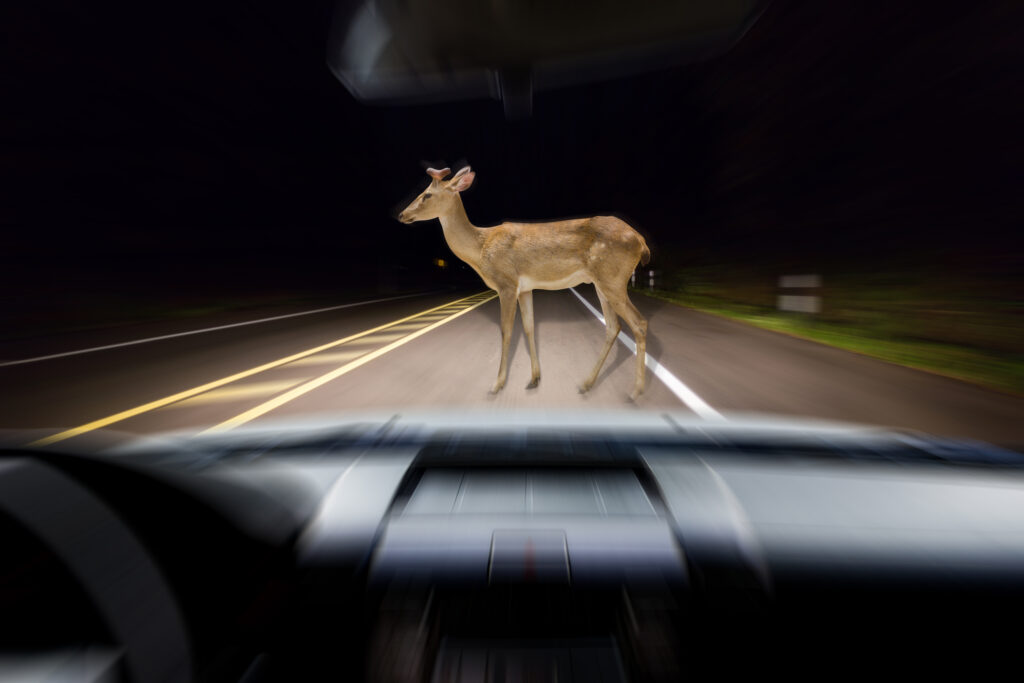 Brake or Swerve? The Ultimate Guide to Navigating 34 Different Animal Crossings