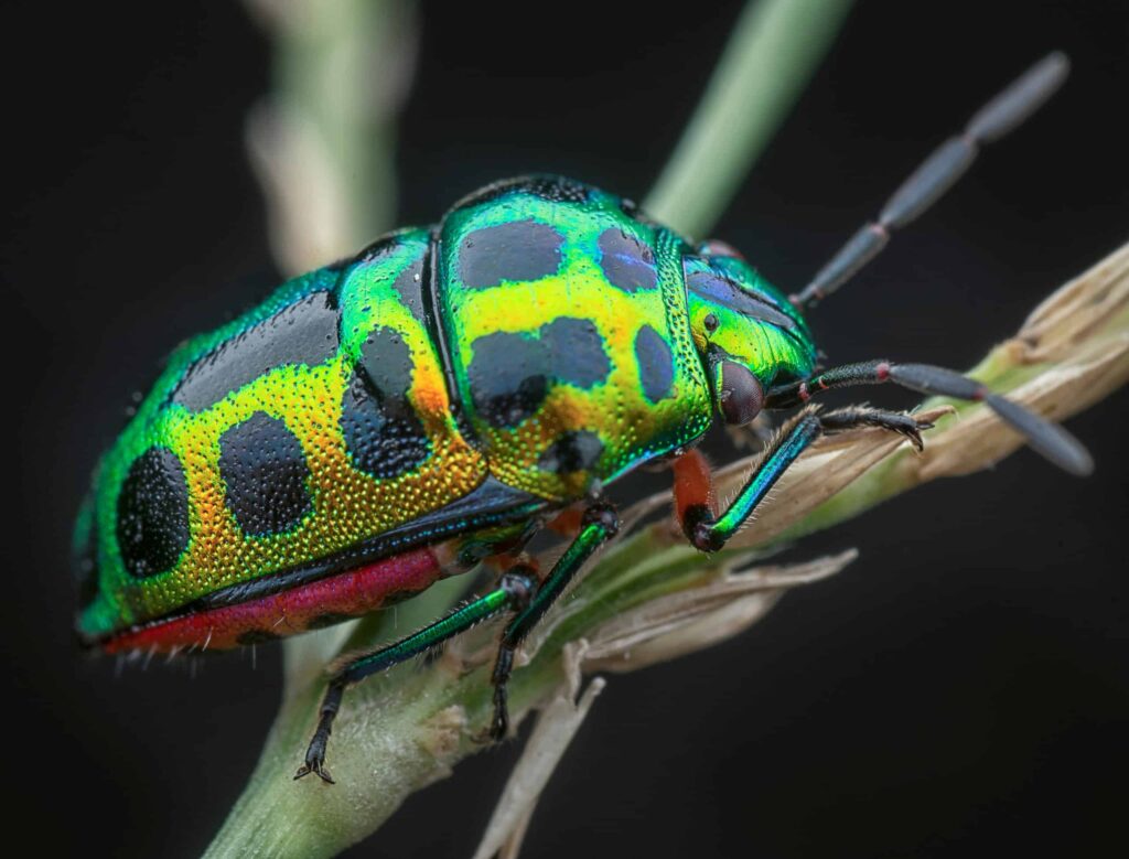 23 Insects So Beautiful You Won&#8217;t Believe They&#8217;re Real