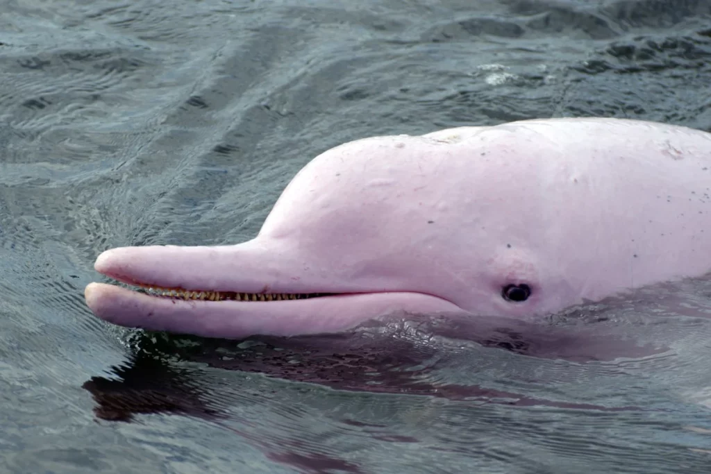 25 Aquatic Mammals You Probably Did Not Know About