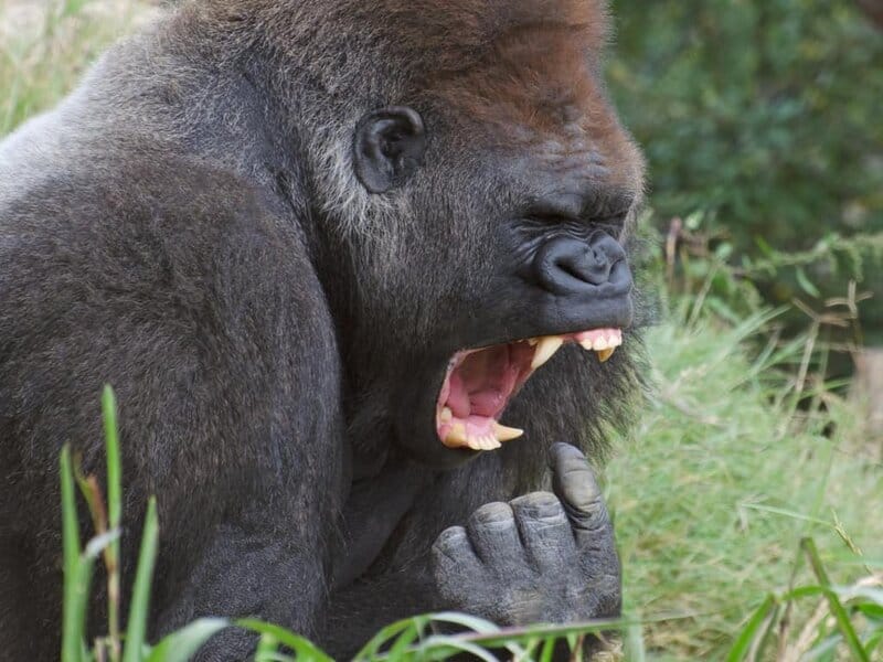 25 Reasons a Silverback Gorilla Would Demolish 20 Humans in Combat