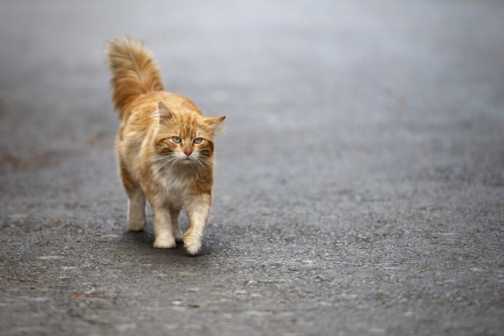 Brake or Swerve? The Ultimate Guide to Navigating 34 Different Animal Crossings