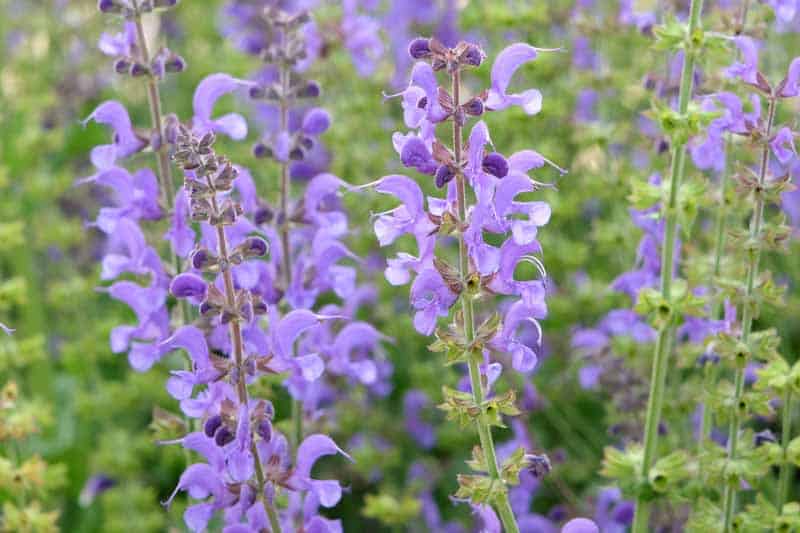 These 33 Plants Will Attract Butterflies To Your Garden