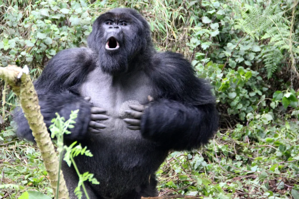 25 Reasons a Silverback Gorilla Would Demolish 20 Humans in Combat