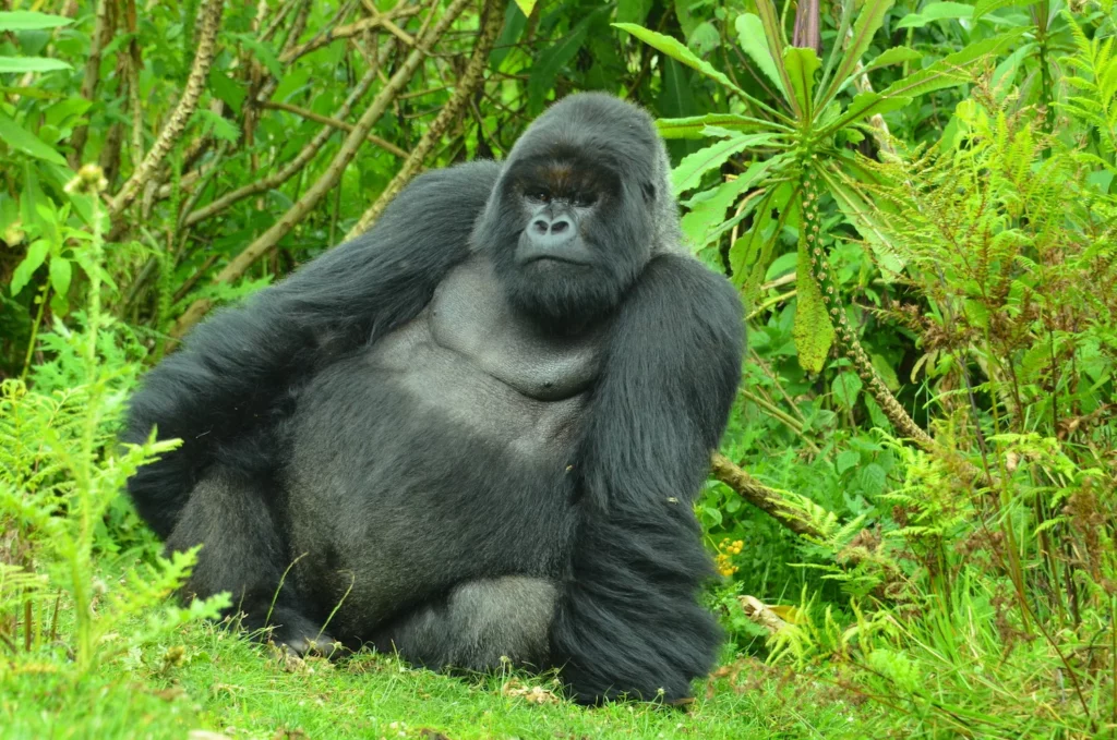 25 Reasons a Silverback Gorilla Would Demolish 20 Humans in Combat