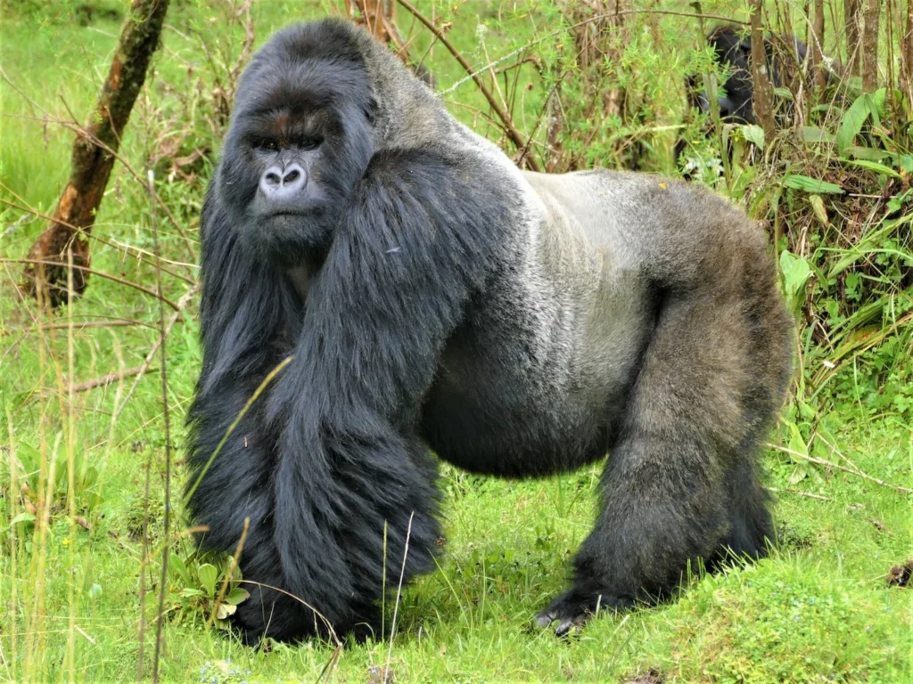 25 Reasons a Silverback Gorilla Would Demolish 20 Humans in Combat