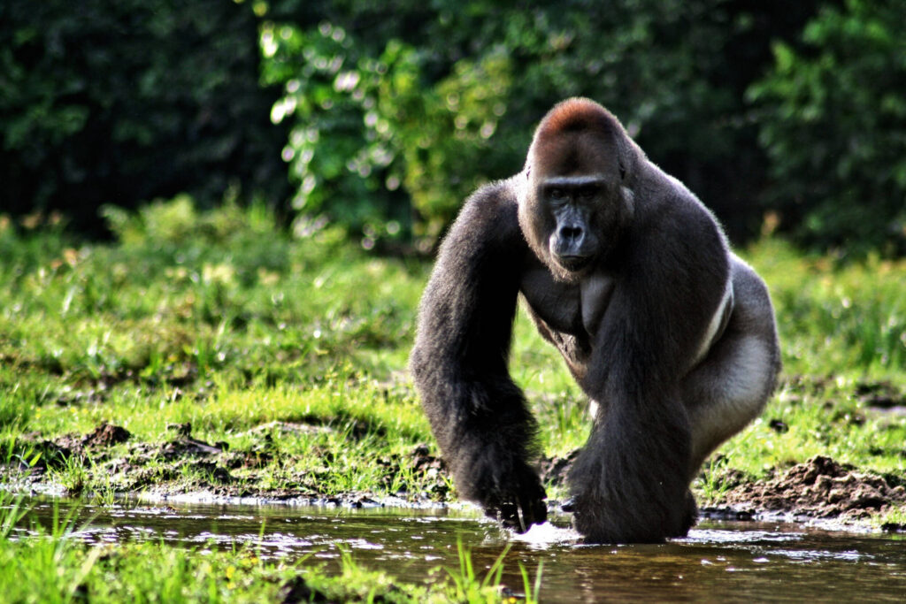 25 Reasons a Silverback Gorilla Would Demolish 20 Humans in Combat
