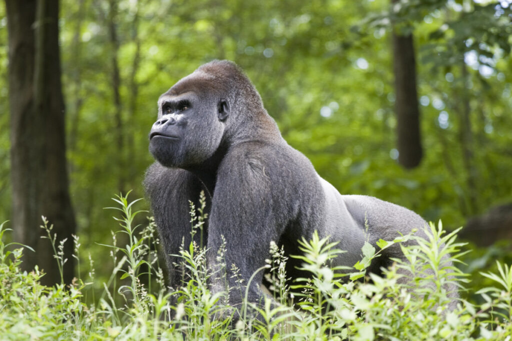 25 Reasons a Silverback Gorilla Would Demolish 20 Humans in Combat