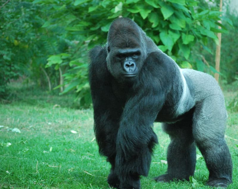 25 Reasons a Silverback Gorilla Would Demolish 20 Humans in Combat