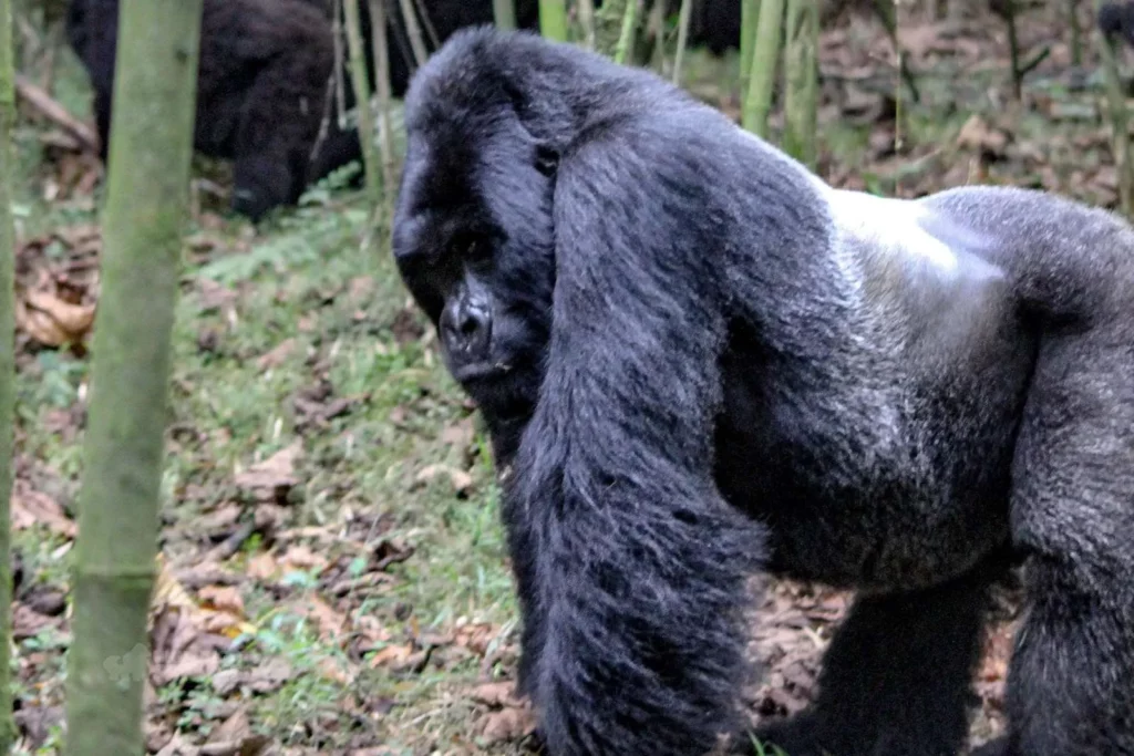 25 Reasons a Silverback Gorilla Would Demolish 20 Humans in Combat