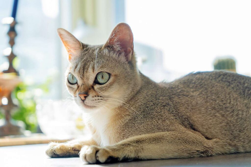 25 Compassionate Cat Breeds Known for Their Remarkable Emotional Intelligence
