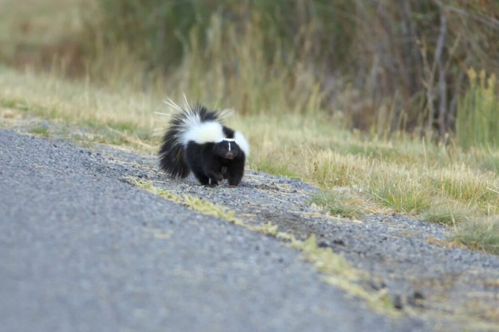 Brake or Swerve? The Ultimate Guide to Navigating 34 Different Animal Crossings