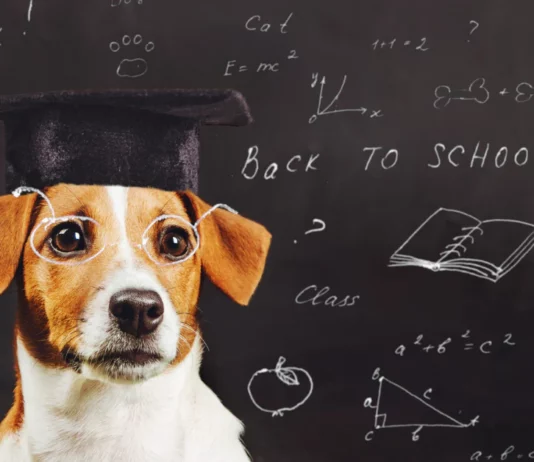 Brains and Paws: These Are the World’s Smartest Dog Breeds!