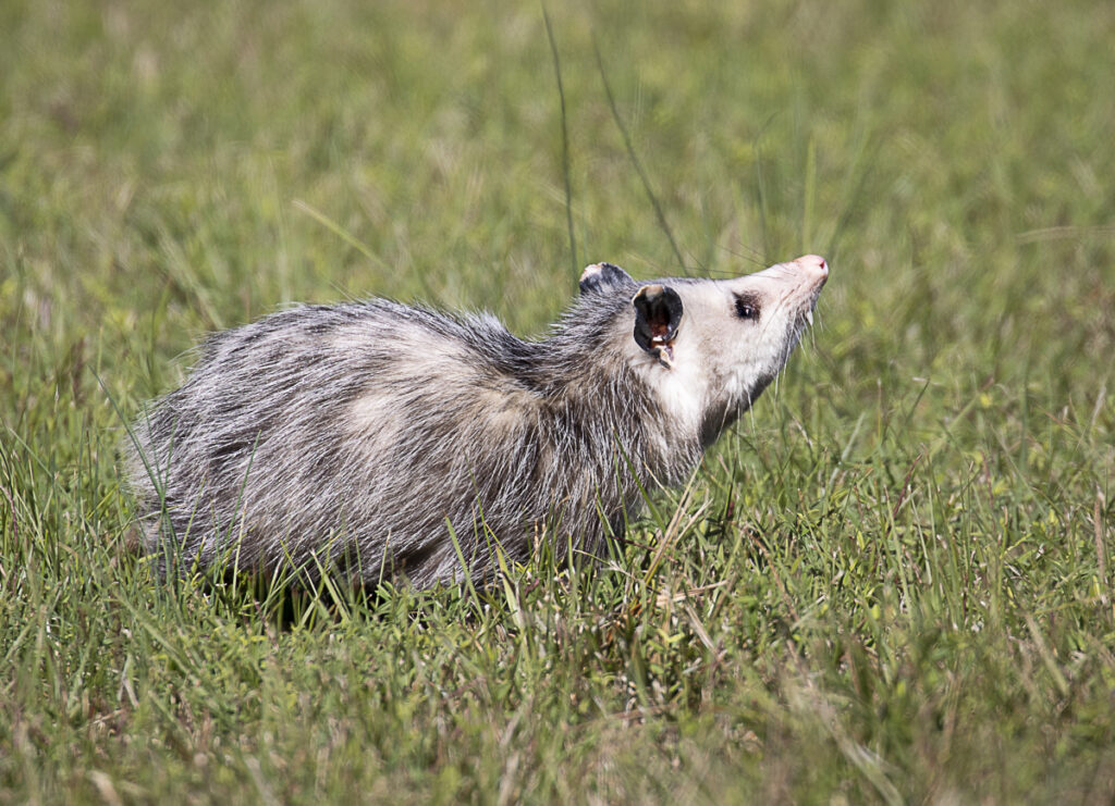 Brake or Swerve? The Ultimate Guide to Navigating 34 Different Animal Crossings