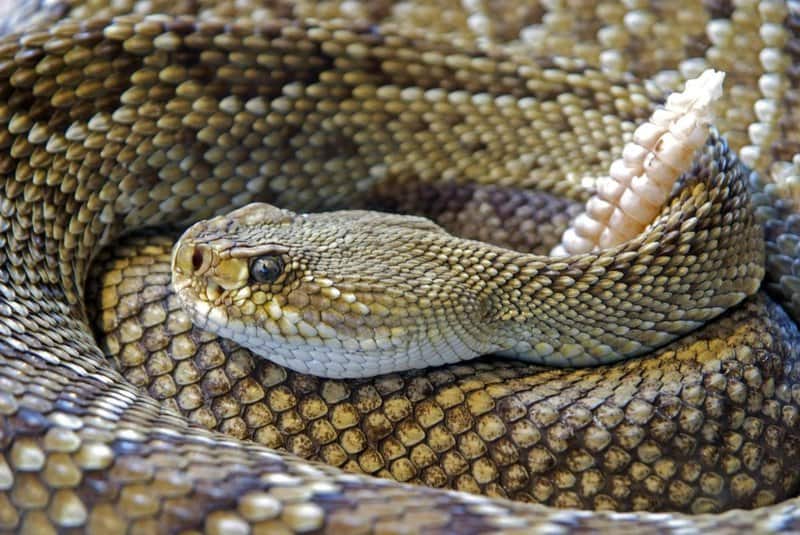 25 Animals You Can’t Legally Keep at Home in the US