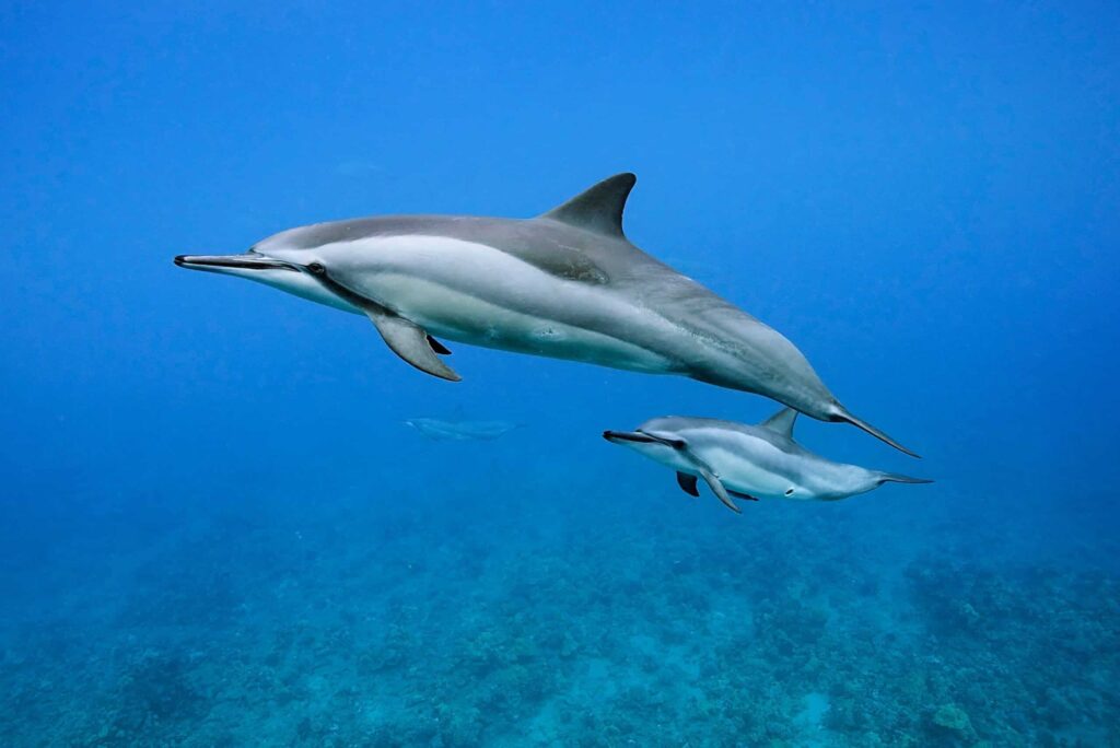 Sound Hunters: 33 Incredible Animals That Navigate Their World Through Echoes