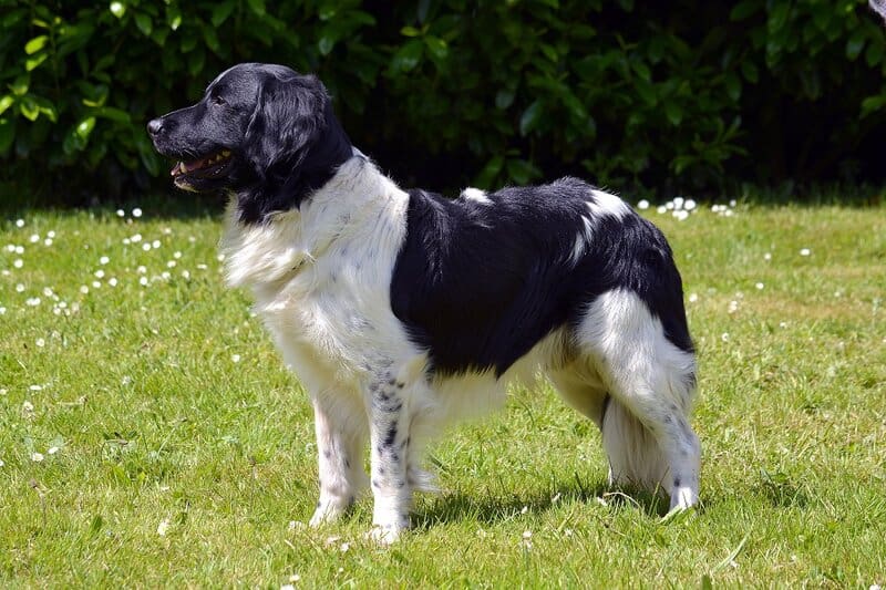 25 Ultra Rare Dog Breeds Now Facing Extinction