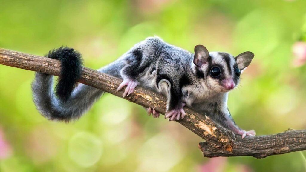 30 Animals That Traded Freedom for Friendship: The Story of Domestication