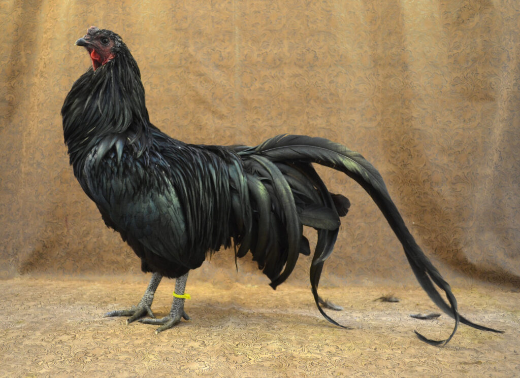 25 of the Most Beautiful Domesticated Chickens in America