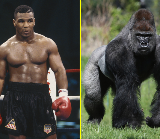 25 Reasons a Silverback Gorilla Would Demolish 20 Humans in Combat