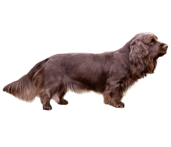 25 Ultra Rare Dog Breeds Now Facing Extinction